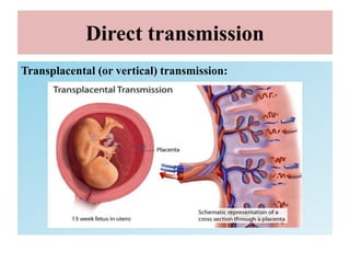 Direct transmission
Transplacental (or vertical) transmission:
 