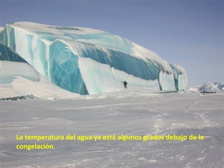 La temperatura del agua ya está algunos grados debajo de la congelación.  