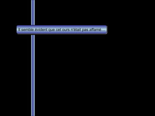 Il semble évident que cet ours n'était pas affamé… 