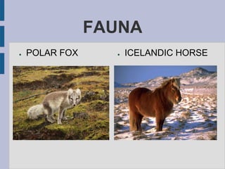 FAUNA
● POLAR FOX ● ICELANDIC HORSE
 