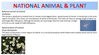 NATIONAL ANIMAL & PLANT
National animal of Iceland
Gryfaclon
This animal is significant to Iceland since it is known as the biggest falcon species known to human. It mainly lives in the arctic
regions of Iceland. Their colour can vary between all-white to dark brown. The males can have an average length of 48-61 cm
and weight 805-1305 grams. Although the females are much larger than the male and have a length
of 51-61 cm and weigh of 1180-2100 grams.
National plant of Iceland
Dryas Octopelala
This plant usually grows in arctic regions of Iceland. It is a shrub the produces white flowers with a yellow centre and can form
large colonies of flowers.
 