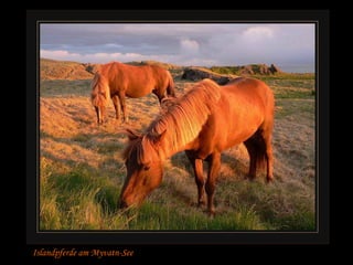 Islandpferde am Myvatn-See  n 