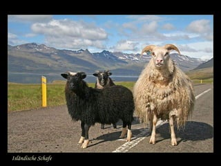 Isländische Schafe 