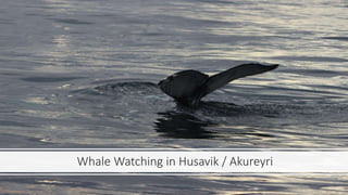 Whale Watching in Husavik / Akureyri
 