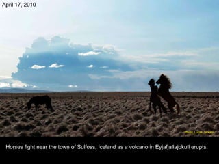 Horses fight near the town of Sulfoss, Iceland as a volcano in Eyjafjallajokull erupts. April 17, 2010 Photo: Lucas Jackson  