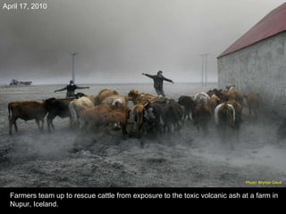 Farmers team up to rescue cattle from exposure to the toxic volcanic ash at a farm in Nupur, Iceland. April 17, 2010 Photo: Brynjar Gauti  