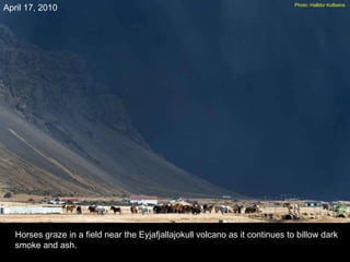 Horses graze in a field near the Eyjafjallajokull volcano as it continues to billow dark smoke and ash. April 17, 2010 Photo: Halldor Kolbeins   