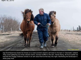 Ingi Sveinbjoernsso leads his horses on a road covered volcanic ash back to his barn in Yzta-baeli, Iceland. They come galloping out of the volcanic storm, hooves muffled in the ash, manes flying. 24 hours earlier he had lost the shaggy Icelandic horses in an ash cloud that turned day into night, blanketing the landscape in sticky gray mud. April 18, 2010 Photo: Halldor Kolbeins   