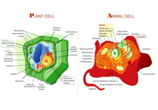 ANIMAL CELLPLANT CELL
 