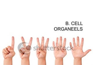 B. CELL
ORGANEELS
 