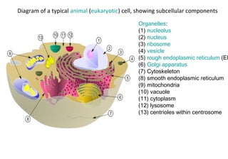 Diagram of a typical animal (eukaryotic) cell, showing subcellular components
Organelles:
(1) nucleolus
(2) nucleus
(3) ribosome
(4) vesicle
(5) rough endoplasmic reticulum (ER
(6) Golgi apparatus
(7) Cytoskeleton
(8) smooth endoplasmic reticulum
(9) mitochondria
(10) vacuole
(11) cytoplasm
(12) lysosome
(13) centrioles within centrosome
 