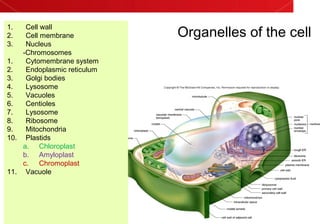 Organelles of the cell
1. Cell wall
2. Cell membrane
3. Nucleus
-Chromosomes
1. Cytomembrane system
2. Endoplasmic reticulum
3. Golgi bodies
4. Lysosome
5. Vacuoles
6. Centioles
7. Lysosome
8. Ribosome
9. Mitochondria
10. Plastids
a. Chloroplast
b. Amyloplast
c. Chromoplast
11. Vacuole
 