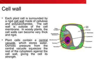 Cell wall
• Each plant cell is surrounded by
a rigid cell wall made of cellulose
and polysaccharides. The cell
wall is outside of the cell
membrane. In woody plants, the
cell walls can become very thick
and rigid.
• Plant cells contain a central
vacuole, which stores water.
Osmotic pressure from the
central vacuole squeezes the
rest of the cytoplasm against the
cell wall, giving the cell its
strength.
 