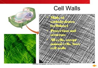 Cell Walls
• Made of
carbohydrates
(cellulose)
• Protection and
structure
• All cells, except
animal cells, have
cell walls
 