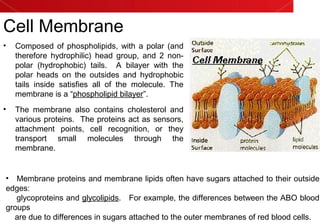 Cell Membrane
• Composed of phospholipids, with a polar (and
therefore hydrophilic) head group, and 2 non-
polar (hydrophobic) tails. A bilayer with the
polar heads on the outsides and hydrophobic
tails inside satisfies all of the molecule. The
membrane is a “phospholipid bilayer”.
• The membrane also contains cholesterol and
various proteins. The proteins act as sensors,
attachment points, cell recognition, or they
transport small molecules through the
membrane.
• Membrane proteins and membrane lipids often have sugars attached to their outside
edges:
glycoproteins and glycolipids. For example, the differences between the ABO blood
groups
are due to differences in sugars attached to the outer membranes of red blood cells.
 