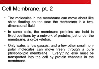 Cell Membrane, pt. 2
• The molecules in the membrane can move about like
ships floating on the sea: the membrane is a two-
dimensional fluid
• In some cells, the membrane proteins are held in
fixed positions by a network of proteins just under the
membrane, a cytoskeleton.
• Only water, a few gasses, and a few other small non-
polar molecules can move freely through a pure
phospholipid membrane. Everything else must be
transported into the cell by protein channels in the
membrane.
 