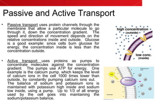 Passive and Active Transport
• Passive transport uses protein channels through the
membrane that allow a particular molecule to go
through it, down the concentration gradient. The
speed and direction of movement depends on the
relative concentrations inside and outside. Glucose
is a good example: since cells burn glucose for
energy, the concentration inside is less than the
concentration outside.
• Active transport uses proteins as pumps to
concentrate molecules against the concentration
gradient. The pumps use ATP for energy. One
example is the calcium pump, which keeps the level
of calcium ions in the cell 1000 times lower than
outside, by constantly pumping calcium ions out.
The balance of sodium and potassium ions is
maintained with potassium high inside and sodium
low inside, using a pump. Up to 1/3 of all energy
used by the cell goes into maintaining the
sodium/potassium balance.
 