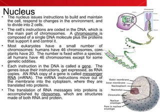 Nucleus• The nucleus issues instructions to build and maintain
the cell, respond to changes in the environment, and
to divide into 2 cells.
• The cell’s instructions are coded in the DNA, which is
the main part of chromosomes. A chromosome is
composed of a single DNA molecule plus the proteins
that support it and control it.
• Most eukaryotes have a small number of
chromosomes: humans have 46 chromosomes, corn
plants have 20. The number is fixed within a species:
all humans have 46 chromosomes except for some
genetic oddities.
• Each instruction in the DNA is called a gene. The
genes issue their instructions, get expressed, as RNA
copies. AN RNA copy of a gene is called messenger
RNA (mRNA). The mRNA instructions move out of
the membrane into the cytoplasm, where they are
translated into proteins.
• The translation of RNA messages into proteins is
accomplished by ribosomes, which are structures
made of both RNA and protein.
 
