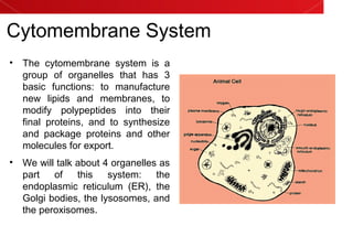 Cytomembrane System
• The cytomembrane system is a
group of organelles that has 3
basic functions: to manufacture
new lipids and membranes, to
modify polypeptides into their
final proteins, and to synthesize
and package proteins and other
molecules for export.
• We will talk about 4 organelles as
part of this system: the
endoplasmic reticulum (ER), the
Golgi bodies, the lysosomes, and
the peroxisomes.
 