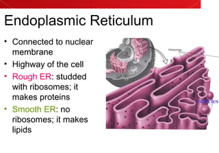 Endoplasmic Reticulum
• Connected to nuclear
membrane
• Highway of the cell
• Rough ER: studded
with ribosomes; it
makes proteins
• Smooth ER: no
ribosomes; it makes
lipids
 