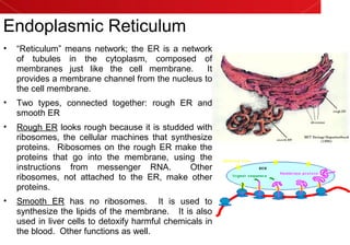 Endoplasmic Reticulum
• “Reticulum” means network; the ER is a network
of tubules in the cytoplasm, composed of
membranes just like the cell membrane. It
provides a membrane channel from the nucleus to
the cell membrane.
• Two types, connected together: rough ER and
smooth ER
• Rough ER looks rough because it is studded with
ribosomes, the cellular machines that synthesize
proteins. Ribosomes on the rough ER make the
proteins that go into the membrane, using the
instructions from messenger RNA. Other
ribosomes, not attached to the ER, make other
proteins.
• Smooth ER has no ribosomes. It is used to
synthesize the lipids of the membrane. It is also
used in liver cells to detoxify harmful chemicals in
the blood. Other functions as well.
 