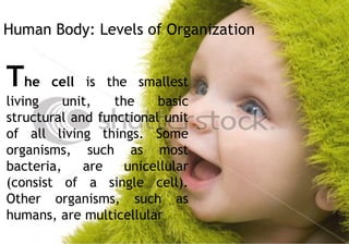 Human Body: Levels of Organization
The cell is the smallest
living unit, the basic
structural and functional unit
of all living things. Some
organisms, such as most
bacteria, are unicellular
(consist of a single cell).
Other organisms, such as
humans, are multicellular
 