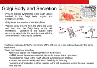 Golgi Body and Secretion
• Proteins that are synthesized in the rough ER get
finished in the Golgi body: sugars and
phosphates added.
• Golgi looks like a series of stacked plates.
• Vesicles carry proteins from the ER to the Golgi,
and then from the Golgi body to the cell
membrane. Secretion to the outside world
occurs by exocytosis: the vesicle fuses with the
cell membrane, releasing its contents.
•Proteins synthesized into the membrane of the ER end up in the cell membrane by the same
mechanism
•Basic mechanism of secretion:
•genes are copied into messenger RNA in the nucleus
•mRNA leaves the nucleus and attaches to ribosomes in the cytoplasm.
•the ribosomes move to the rough ER and synthesize new proteins
•proteins are transported by vesicles to the Golgi for finishing
• proteins are transported in other vesicles to the cell membrane, where they are released
from the cell.
 