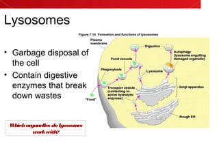 Lysosomes
• Garbage disposal of
the cell
• Contain digestive
enzymes that break
down wastes
Whichorganelles do lysosomes
workwith?
 