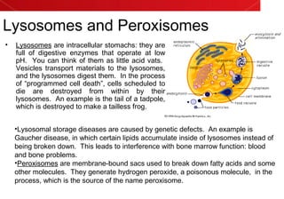 Lysosomes and Peroxisomes
• Lysosomes are intracellular stomachs: they are
full of digestive enzymes that operate at low
pH. You can think of them as little acid vats.
Vesicles transport materials to the lysosomes,
and the lysosomes digest them. In the process
of “programmed cell death”, cells scheduled to
die are destroyed from within by their
lysosomes. An example is the tail of a tadpole,
which is destroyed to make a tailless frog.
•Lysosomal storage diseases are caused by genetic defects. An example is
Gaucher disease, in which certain lipids accumulate inside of lysosomes instead of
being broken down. This leads to interference with bone marrow function: blood
and bone problems.
•Peroxisomes are membrane-bound sacs used to break down fatty acids and some
other molecules. They generate hydrogen peroxide, a poisonous molecule, in the
process, which is the source of the name peroxisome.
 