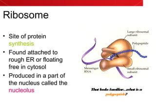Ribosome
• Site of protein
synthesis
• Found attached to
rough ER or floating
free in cytosol
• Produced in a part of
the nucleus called the
nucleolus That looks familiar…what is a
polypeptide?
 