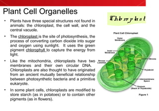 Plant Cell Organelles
• Plants have three special structures not found in
animals: the chloroplast, the cell wall, and the
central vacuole.
• The chloroplast is the site of photosynthesis, the
process of converting carbon dioxide into sugar
and oxygen using sunlight. It uses the green
pigment chlorophyll to capture the energy from
light.
• Like the mitochondria, chloroplasts have two
membranes and their own circular DNA.
Chloroplasts are also thought to have originated
from an ancient mutually beneficial relationship
between photosynthetic bacteria and a primitive
eukaryote.
• In some plant cells, chloroplasts are modified to
store starch (as in potatoes) or to contain other
pigments (as in flowers).
Chlo ro plast
 