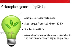 Chloroplast genome (cpDNA)
• Multiple circular molecules
• Size ranges from 120 kb to 160 kb
• Similar to mtDNA
• Many chloroplast proteins are encoded in
the nucleus (separate signal sequence)
 