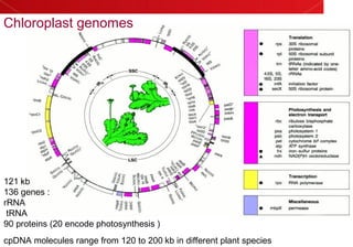 Chloroplast genomes
cpDNA molecules range from 120 to 200 kb in different plant species
121 kb
136 genes :
rRNA
tRNA
90 proteins (20 encode photosynthesis )
 