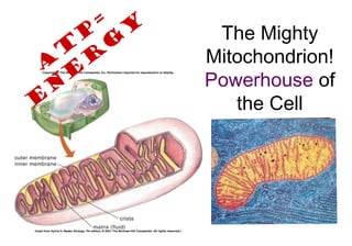 The Mighty
Mitochondrion!
Powerhouse of
the Cell
A
T
P
=
e
n
e
r
g
y
 