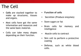 The Cell
• Cells are stacked together to
make up structures, tissues
and organs.
• Most cells have got the same
information and resources and
the same basic material.
• Cells can take many shapes
depending on their function.
• Function of cells
• Secretion (Produce enzymes)
• Store sugars or fat
• Brain cells for memory and
intelligence
• Muscle cells to contract
• Skin cell to perform a protective
coating
• Defense, such as white blood
cells.
 