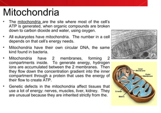 Mitochondria
• The mitochondria are the site where most of the cell’s
ATP is generated, when organic compounds are broken
down to carbon dioxide and water, using oxygen.
• All eukaryotes have mitochondria. The number in a cell
depends on that cell’s energy needs.
• Mitochondria have their own circular DNA, the same
kind found in bacteria.
• Mitochondria have 2 membranes, forming 2
compartments inside. To generate energy, hydrogen
ions are accumulated between the 2 membranes. Then
they flow down the concentration gradient into the inner
compartment through a protein that uses the energy of
their flow to create ATP.
• Genetic defects in the mitochondria affect tissues that
use a lot of energy: nerves, muscles, liver, kidney. They
are unusual because they are inherited strictly from the.
 