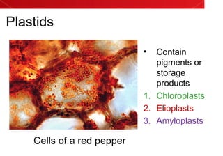 Plastids
• Contain
pigments or
storage
products
1. Chloroplasts
2. Elioplasts
3. Amyloplasts
Cells of a red pepper
 