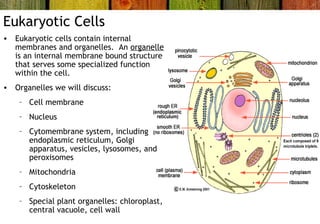 Eukaryotic Cells
• Eukaryotic cells contain internal
membranes and organelles. An organelle
is an internal membrane bound structure
that serves some specialized function
within the cell.
• Organelles we will discuss:
– Cell membrane
– Nucleus
– Cytomembrane system, including
endoplasmic reticulum, Golgi
apparatus, vesicles, lysosomes, and
peroxisomes
– Mitochondria
– Cytoskeleton
– Special plant organelles: chloroplast,
central vacuole, cell wall
 