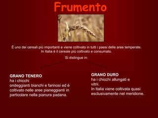 Frumento

È uno dei cereali più importanti e viene coltivato in tutti i paesi delle aree temperate.
In Italia è il cereale più coltivato e consumato.
Si distingue in:

GRANO TENERO
ha i chicchi
ondeggianti bianchi e farinosi ed è
coltivato nelle aree pianeggianti in
particolare nella pianura padana.

GRANO DURO
ha i chicchi allungati e
vitrii.
In Italia viene coltivata quasi
esclusivamente nel meridione.

 