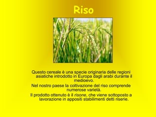 Riso

Questo cereale è una specie originaria delle regioni
asiatiche introdotto in Europa dagli arabi durante il
medioevo.
Nel nostro paese la coltivazione del riso comprende
numerose varietà.
Il prodotto ottenuto è il risone, che viene sottoposto a
lavorazione in appositi stabilimenti detti riserie.

 