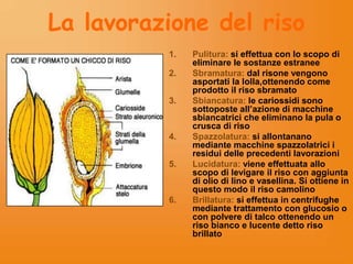 La lavorazione del riso
1.
2.
3.

4.
5.

6.

Pulitura: si effettua con lo scopo di
eliminare le sostanze estranee
Sbramatura: dal risone vengono
asportati la lolla,ottenendo come
prodotto il riso sbramato
Sbiancatura: le cariossidi sono
sottoposte all’azione di macchine
sbiancatrici che eliminano la pula o
crusca di riso
Spazzolatura: si allontanano
mediante macchine spazzolatrici i
residui delle precedenti lavorazioni
Lucidatura: viene effettuata allo
scopo di levigare il riso con aggiunta
di olio di lino e vasellina. Si ottiene in
questo modo il riso camolino
Brillatura: si effettua in centrifughe
mediante trattamento con glucosio o
con polvere di talco ottenendo un
riso bianco e lucente detto riso
brillato

 