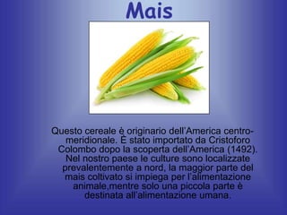 Mais

Questo cereale è originario dell’America centromeridionale. È stato importato da Cristoforo
Colombo dopo la scoperta dell’America (1492).
Nel nostro paese le culture sono localizzate
prevalentemente a nord, la maggior parte del
mais coltivato si impiega per l’alimentazione
animale,mentre solo una piccola parte è
destinata all’alimentazione umana.

 