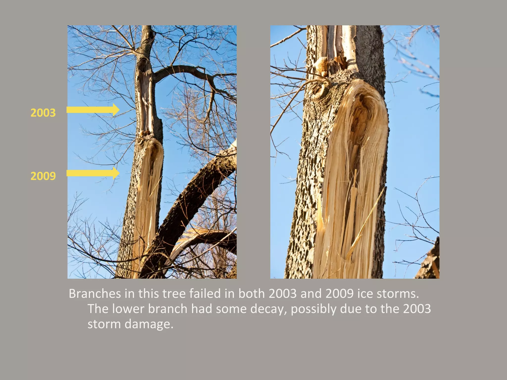 Branches in this tree failed in both 2003 and 2009 ice storms. The lower branch had some decay, possibly due to the 2003 storm damage. 2003 2009 
