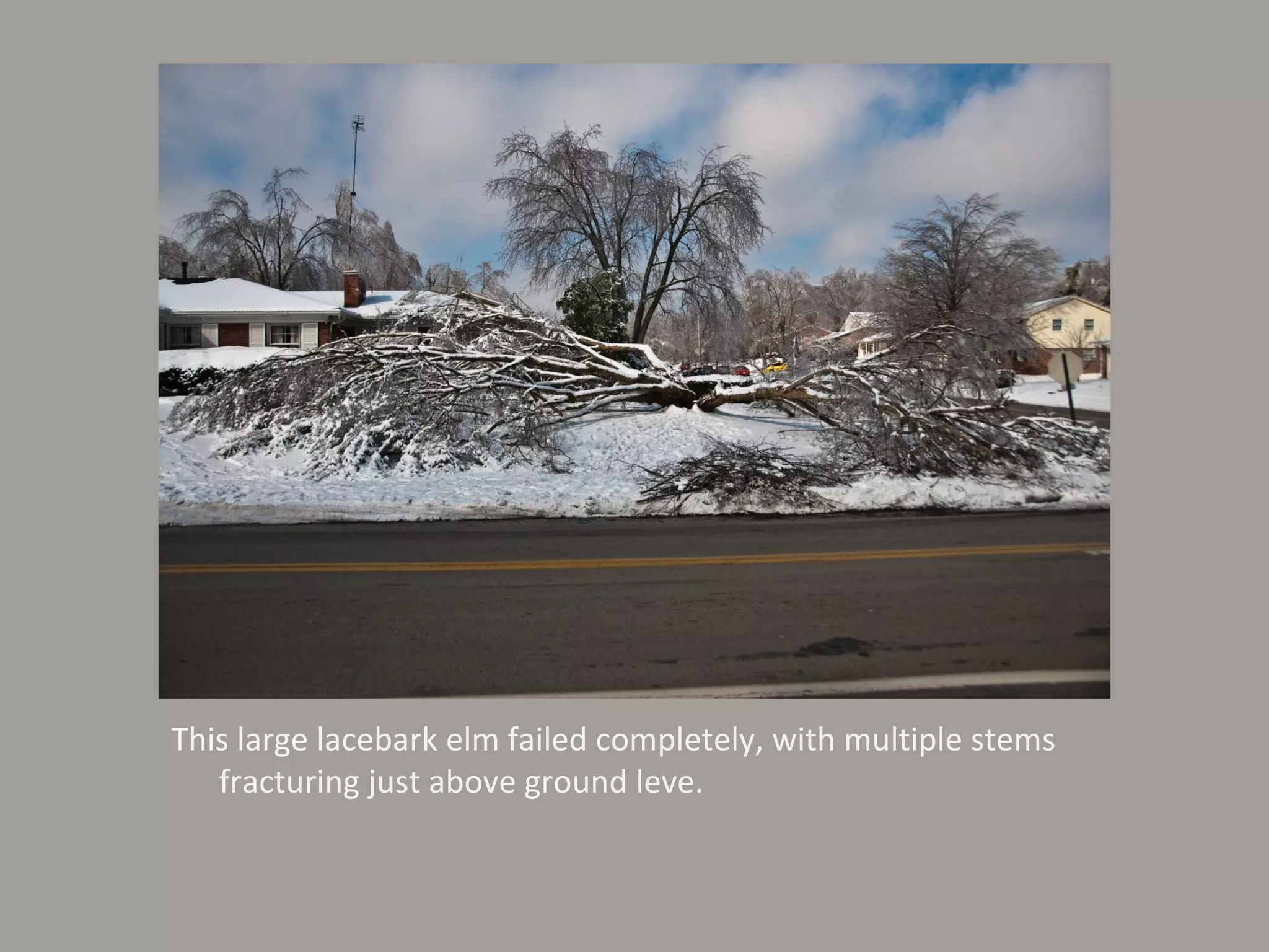 This large lacebark elm failed completely, with multiple stems fracturing just above ground leve. 