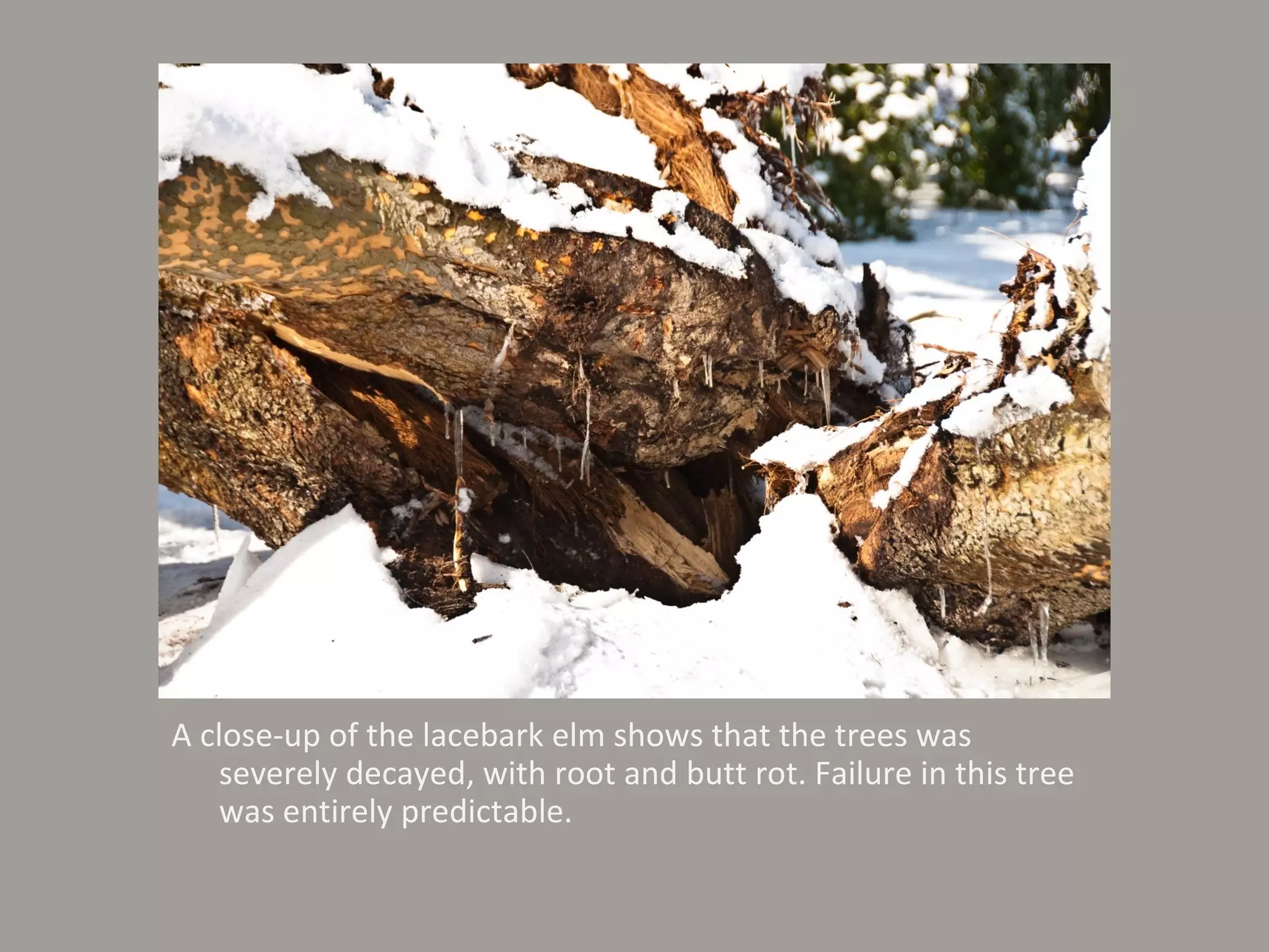 A close-up of the lacebark elm shows that the trees was severely decayed, with root and butt rot. Failure in this tree was entirely predictable. 