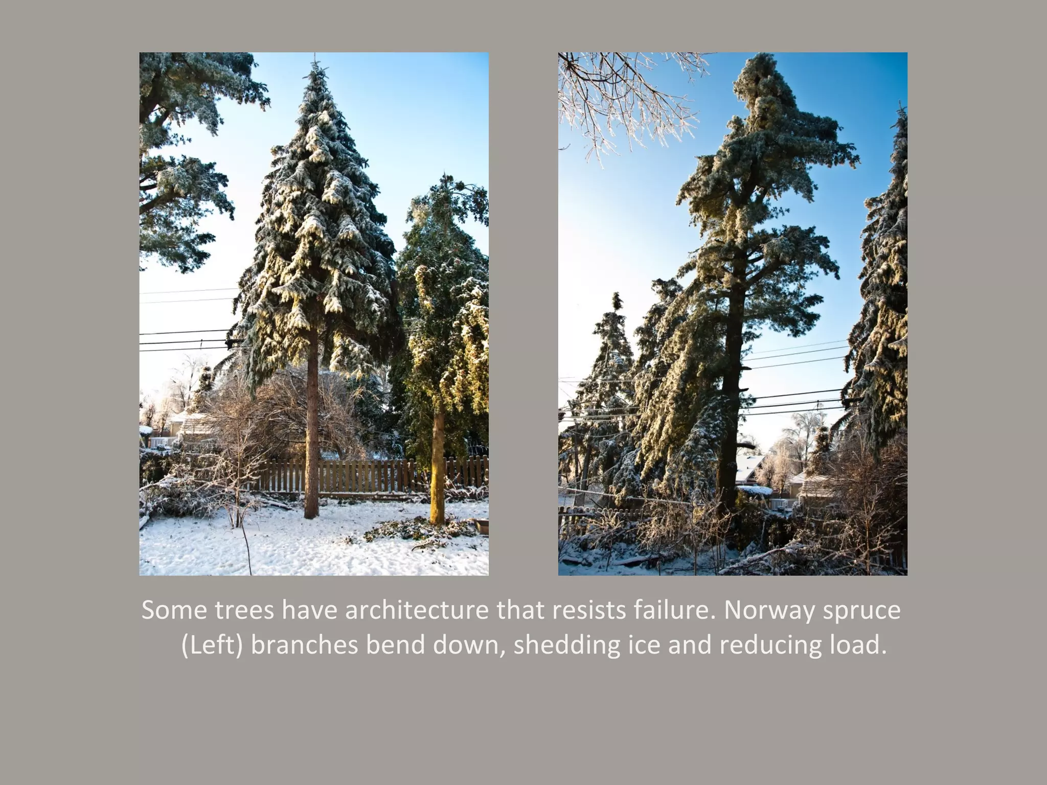 Some trees have architecture that resists failure. Norway spruce (Left) branches bend down, shedding ice and reducing load.  