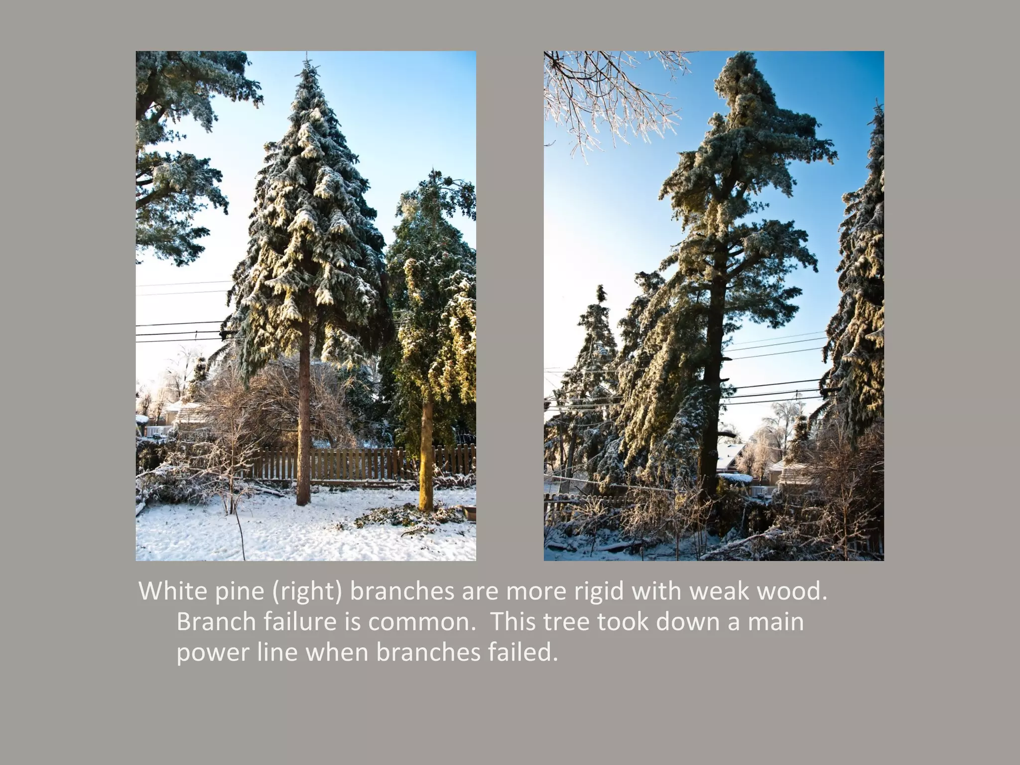 White pine (right) branches are more rigid with weak wood. Branch failure is common.  This tree took down a main power line when branches failed. 