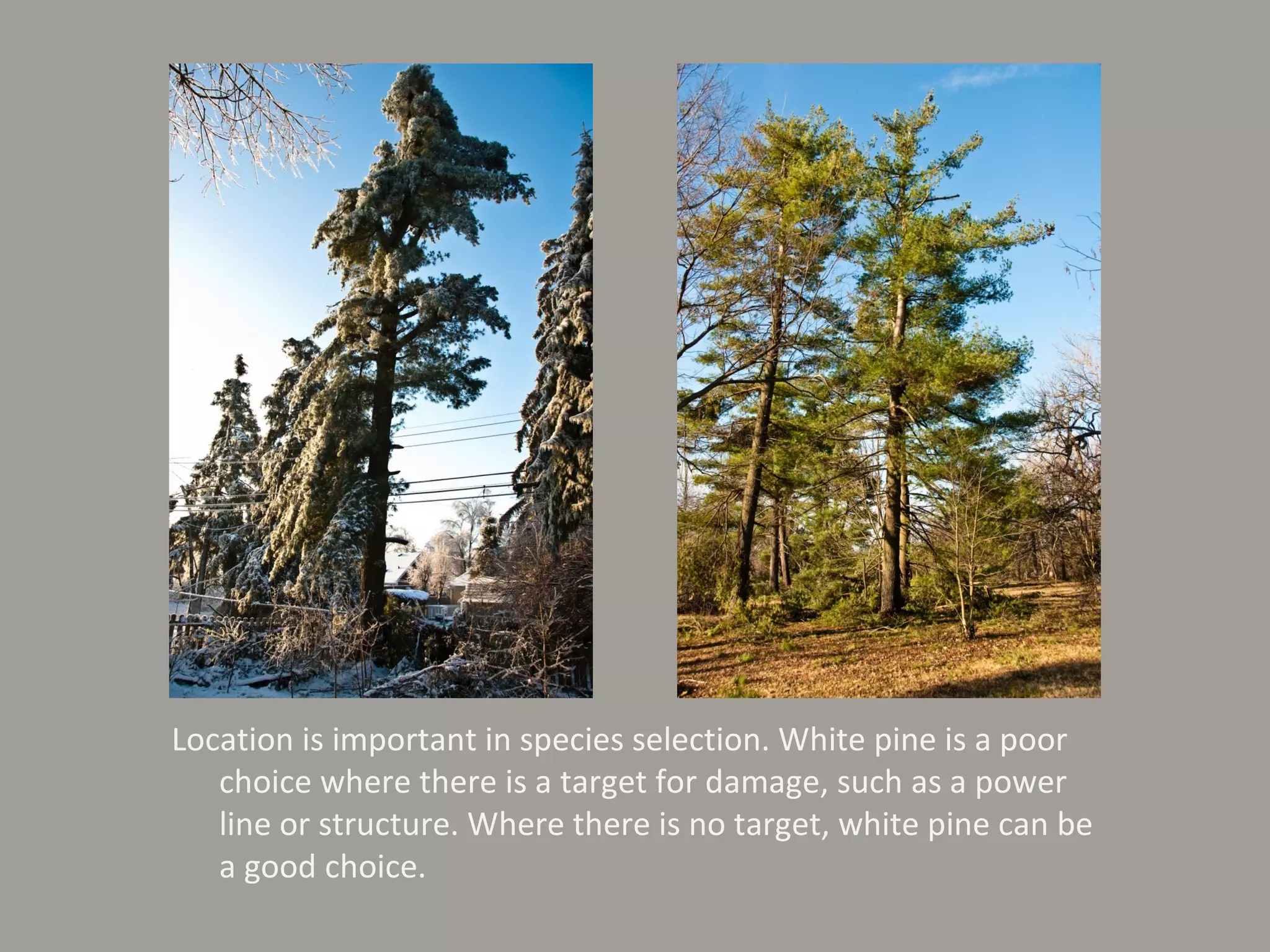 Location is important in species selection. White pine is a poor choice where there is a target for damage, such as a power line or structure. Where there is no target, white pine can be a good choice. 