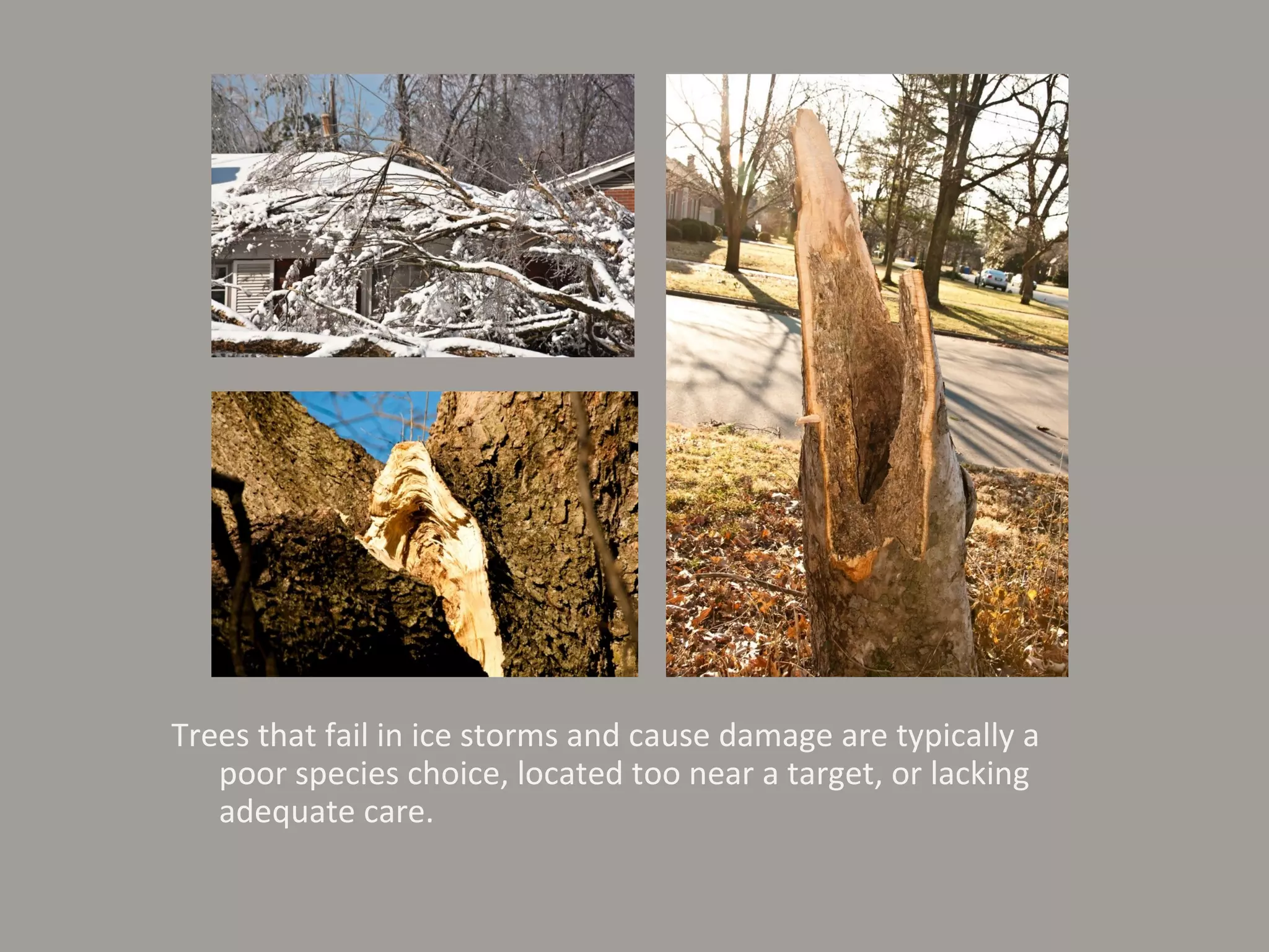 Trees that fail in ice storms and cause damage are typically a poor species choice, located too near a target, or lacking adequate care. 
