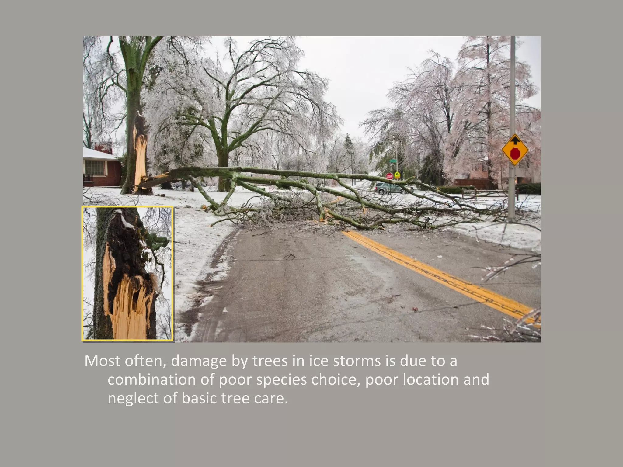 Most often, damage by trees in ice storms is due to a combination of poor species choice, poor location and neglect of basic tree care. 